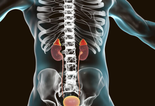 Human kidneys and adrenal glands, illustration